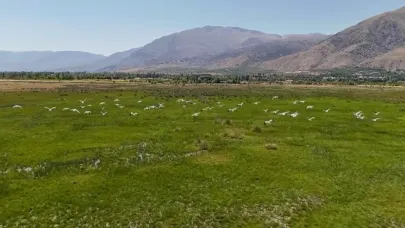 Afrika’dan göç eden leylek sürüsü Erzincan’da mola verdi