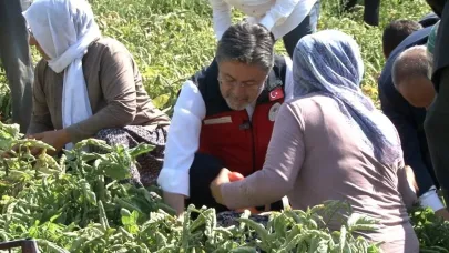 Bakan Yumaklı: "Türkiye domates üretiminde dünyada 3’üncü sırada"