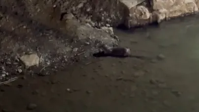 Çoruh’ta balık avlayan su samuru kameralara takıldı