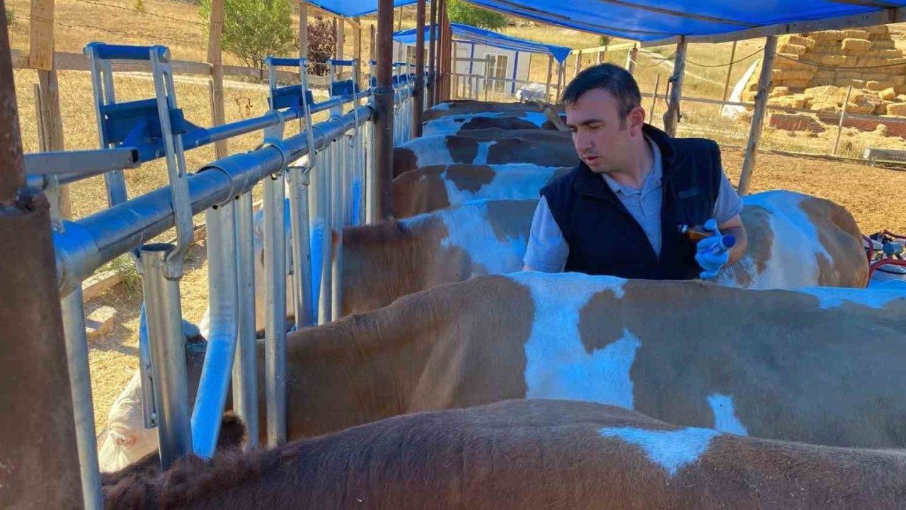 Sonbahar dönemi şap aşılama kampanyası başladı