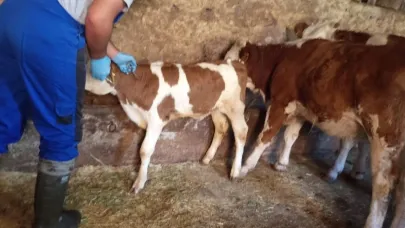 Aydıntepe’de sonbahar dönemi şap aşılama kampanyası