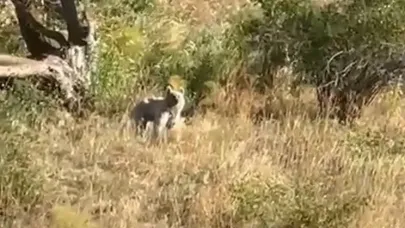 bozayı ile karşılaşan baba ve kızın heyecanı...