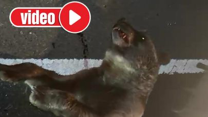 Otomobilin çarptığı boz ayı telef oldu!