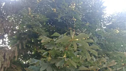 Bahçelerde meyve hasadı