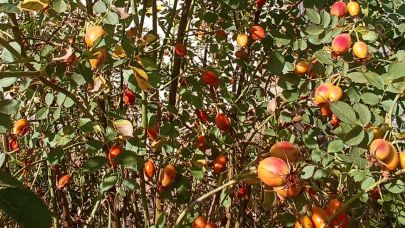 Kuşburnu sezonu yaklaşıyor