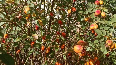 Kuşburnu sezonu yaklaşıyor