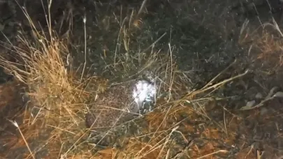Erzincan’da şaşırtan olay: Civcivleri yiyen tilki değil kirpi çıktı