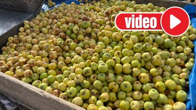 Bayburt’un vazgeçilmezlerinden ekşi elma sezonu açıldı