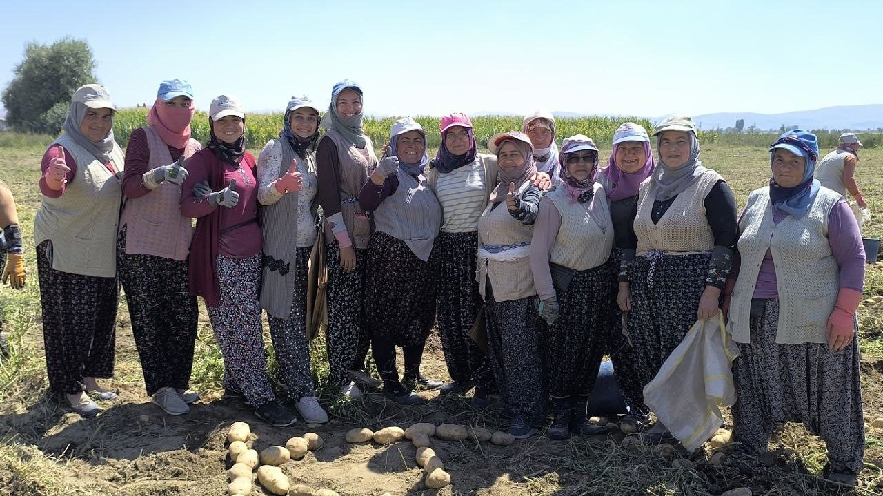 Kışlık patates hasadı başladı, rekolte üreticilerin yüzünü güldürdü