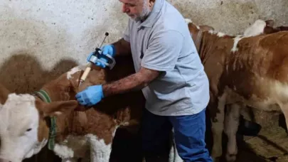 Aydıntepe’de, şap aşılamanda sona gelindi