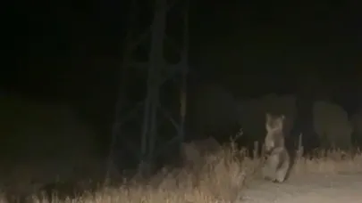 Anne ve yavru ayının sinirli anları korku saçtı!