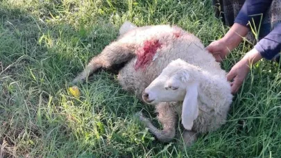 Erzincan’da başıboş sokak köpekleri 6 kuzuyu telef etti