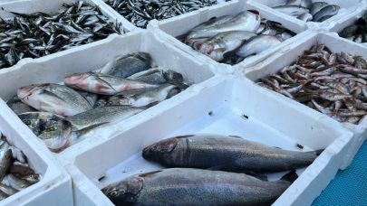 Sezon açıldı, sofralar balıklarla süsleniyor…