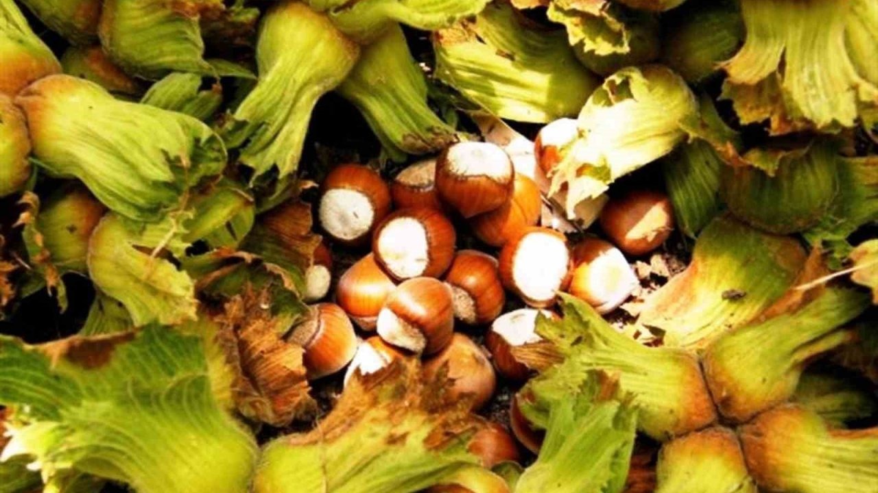 Erzincan’da ilk kez yetiştirdi,1 ton ürün bekliyor