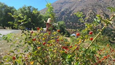 Erzincan’da kuşburnu, zorlu arazilerde toplanmaya başlandı