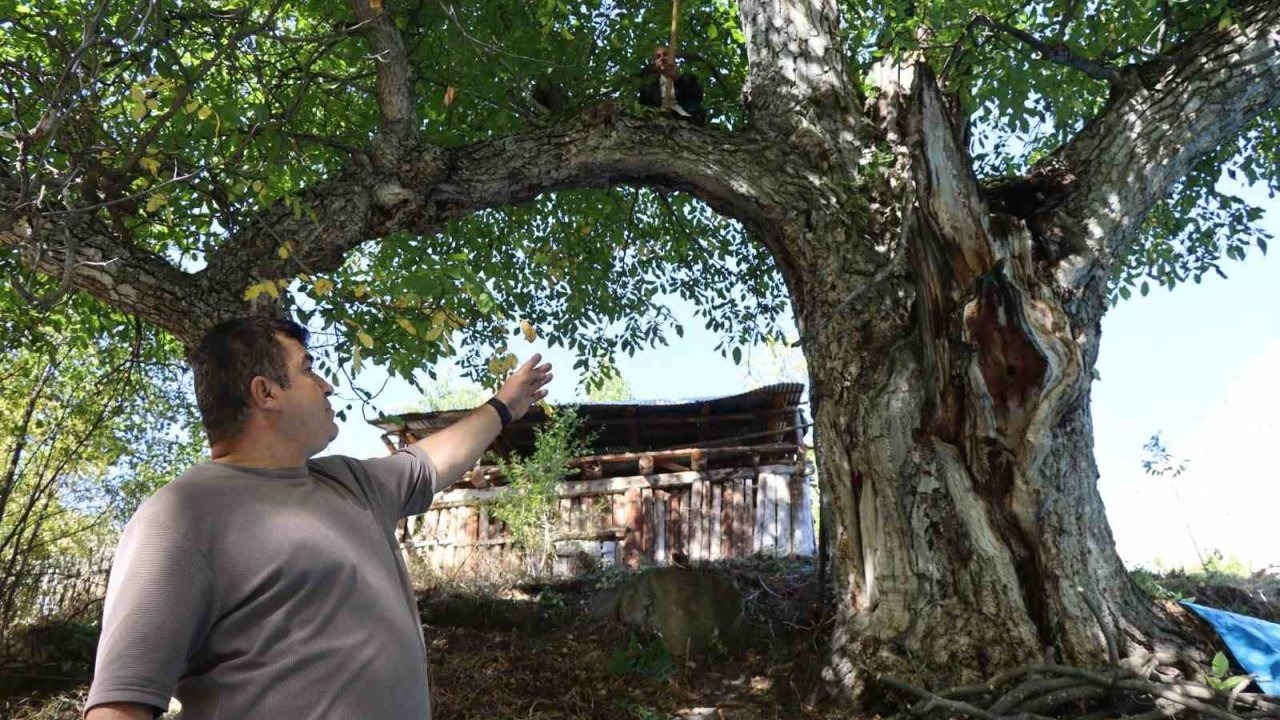 620 yıllık ceviz ağacında hasat