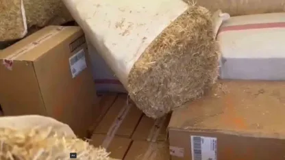 Saman balyalarına gizlenmiş 43 bin paket kaçak sigara ele geçirildi
