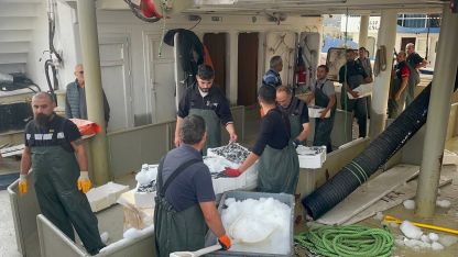 Karadeniz’den kasalarca hamsi çıktı