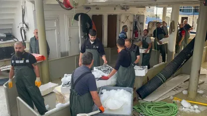 Karadeniz’den kasalarca hamsi çıktı