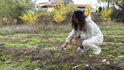 ’Dünyanın en pahalı baharatı’ safranın kilogramı 600 bin liradan satılacak