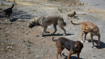 Başıboş köpekler yaban hayatı ve trafik güvenliğini tehdit ediyor