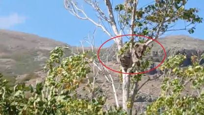 Bayburt’ta bir köyü alarma geçirmişti: bu kez ağaç tepesinde görüldü