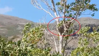Bayburt’ta bir köyü alarma geçirmişti: bu kez ağaç tepesinde görüldü