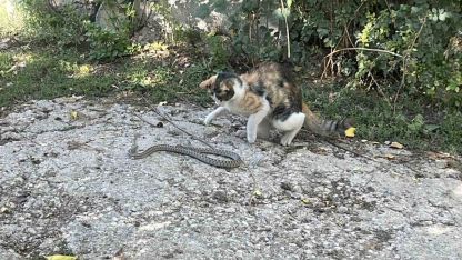Fare değil yılan avladı: Kedi yılanı pati darbeleriyle öldürdü
