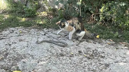 Fare değil yılan avladı: Kedi yılanı pati darbeleriyle öldürdü