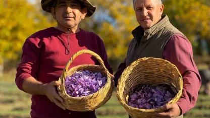 AB tescilli safranın hasadı sürüyor