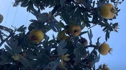 Alıç zamanı geldi: Şifa kaynağı meyve sofralarda yerini aldı
