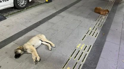 Başıboş sokak köpekleri aileleri tedirgin ediyor