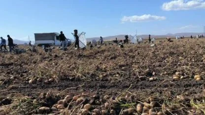 Bayburt'ta patates hasadı başladı
