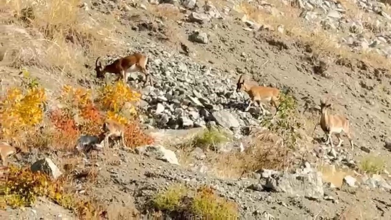 Elazığ’da dağ keçileri sürü halinde görüntülendi