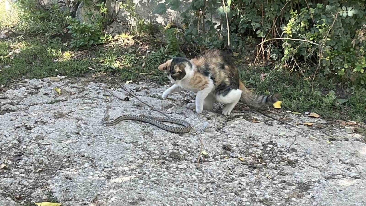 Fare değil yılan avladı: Kedi yılanı pati darbeleriyle öldürdü