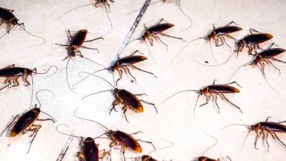 Hamam böceklerininin eve gelme sebebini uzman açıkladı! Mutfakta varsa hemen atın