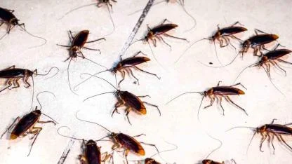 Hamam böceklerininin eve gelme sebebini uzman açıkladı! Mutfakta varsa hemen atın