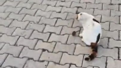 Kedinin fareyle oyunu kamerada