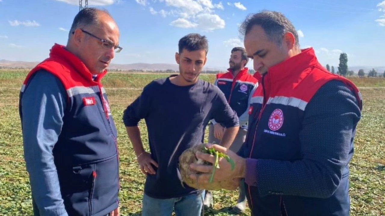 Şeker pancarı sökümü başladı