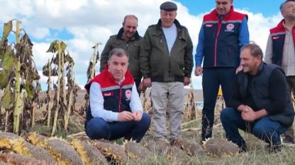 Vali Eldivan, Ayçiçeği Hasadına Katıldı: "Tarımın Gelişmesine Destek Olmaya Devam Edeceğiz"
