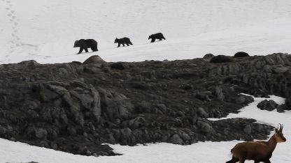 Munzur Dağı’nda nefes kesen anlar: Boz ayıdan kaçan dağ keçileri kamerada