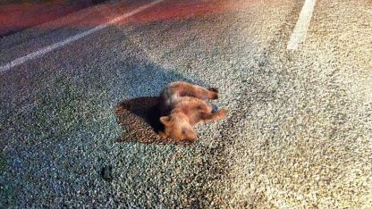 Kütahya’da yavru ayı kara yolunda telef oldu