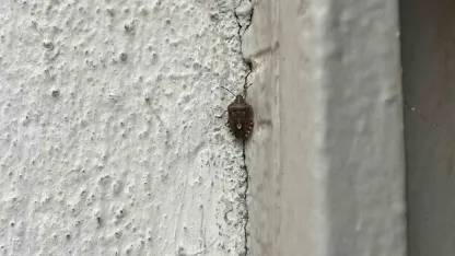 Bayburt’ta kokarca böceği görüldü