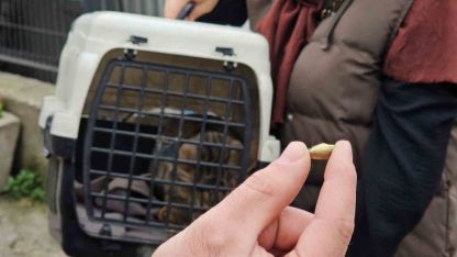 Zonguldak’ta ‘öldü’ sanılan kedi, bacağında mermiyle geri döndü