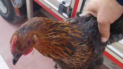 Harşit Çayı’na düşen tavuğu itfaiye kurtardı