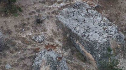 Tunceli’de vaşak görüntülendi