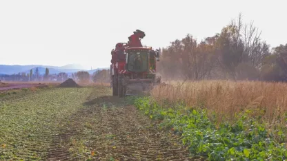 Şeker pancarı hasadı başladı