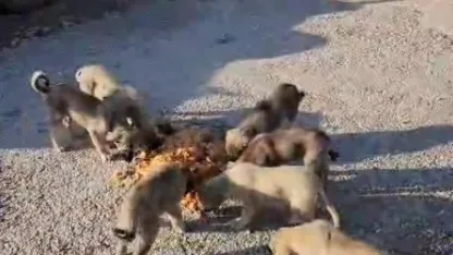 Kamyon şoförü Ata’dan vicdan molası...