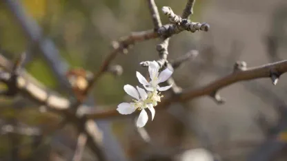 Gümüşhane’de Kasım ayında çiçek açan elma ağacı şaşırttı