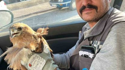 Kırşehir’de yaralı halde bulunan şahin tedavi altına alındı